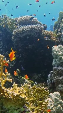 Sualtı Renkli Tropikal Mercan Resifi. Mercan Bahçesi Deniz Burnu. Ağır çekim. Kızıl Deniz, Mısır. Sualtı Dünya Hayatı. Tropik sualtı deniz manzarası. Resif Mercan Sahnesi. Dikey Görünüm Oranı.