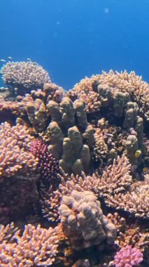 Sualtı Renkli Tropikal Mercan Resifi. Mercan Bahçesi Deniz Burnu. Ağır çekim. Kızıl Deniz, Mısır. Sualtı Dünya Hayatı. Tropik sualtı deniz manzarası. Resif Mercan Sahnesi. Dikey Görünüm Oranı.