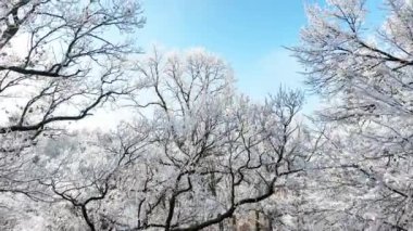 Karlı Meşe Ormanı 'nın Pürüzsüz Geçişi. Açık Mavi Gökyüzü ile Doğa ve Açık Hava Görüntüleri.