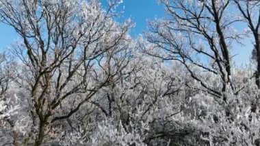 Karlı Meşe Ormanı 'nın Pürüzsüz Geçişi. Açık Mavi Gökyüzü ile Doğa ve Açık Hava Görüntüleri.