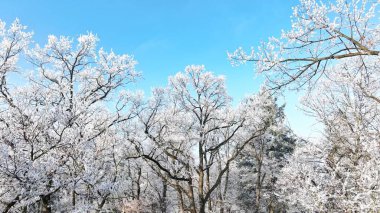 Açık mavi gökyüzü olan Winter Oaks Ormanı. Donmuş Ağaçlar, Güzel Kış Manzarası.