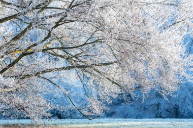 Kış Buzlu Ağaç Dalları. Donmuş Ağaçlar, Güzel Kış Manzarası.