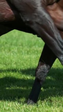 Derbide Koşan Atların Süper Yavaş Hareketi. Bacak 'a yakın çekim. High Speed Cinema Camera 'da çekildi, 1000 fps. Hız Rampası Efekti.