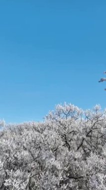 Karlı Meşe Ormanı 'nın Pürüzsüz Geçişi. Açık Mavi Gökyüzü ile Kış Manzarası 'nın doğa ve hava görüntüleri. Dikey Görünüm Oranı.