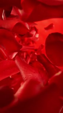 Düşen Gül Yapraklarının Süper Yavaş Hareketi. High Speed Cinema Camera 'da çekildi, 1000 fps. Dikey Görünüm Oranı.