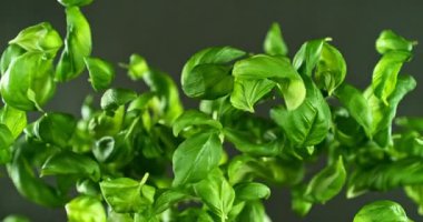 Uçan Taze Basil Yapraklarının Süper Yavaş Hareketi. High Speed Cinema Camera 'da çekildi, 1000 fps. Kamera Yüksek Hız Cine Bot 'una yerleştirildi, Döndürülüyor.