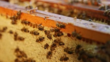 Arılar bal peteği üzerinde yürür ve bal taşır. Evcilleştirilmiş Böcek, Arıcı ve Çiftçi Yaşamının Makro Çekimi.