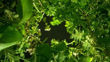 Taze otlarla kameranın karışımı havada hareket ediyor. Kara Arkaplan 'da izole edilmiş. High Speed Cinema Camera 'da çekilmiştir. Kamera Yüksek Hız Cine Robotuna Yerleştirildi.