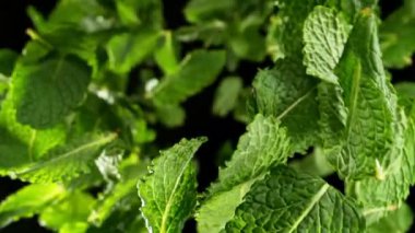 Kara Arkaplan 'da izole edilmiş Süper Yavaş Uçan Nane Yaprakları. Yüksek Hız Sinema Kamerası, 1000 fp..