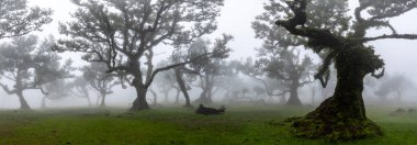 Mystical Fairy Forest Fanal, Portekiz 'in Madeira Adası' ndaki UNESCO Dünya Mirasları Alanında yer alan Bulutlu ve Sisli Laurel Ormanı 'dır..