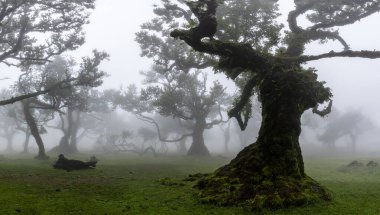 Mystical Fairy Forest Fanal, Portekiz 'in Madeira Adası' ndaki UNESCO Dünya Mirasları Alanında yer alan Bulutlu ve Sisli Laurel Ormanı 'dır..
