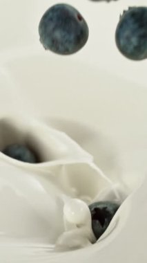 Yaban mersinlerini süte dökmenin süper yavaş hareketi, sıçrama. High Speed Cinema Camera 'da çekildi, 1000 fps. Krema ve Taze Meyve Kapalı Arka plan. Dikey Görünüm Oranı.
