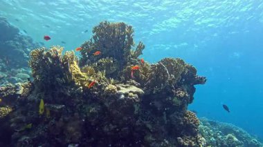 Sualtı Renkli Tropikal Mercan Resifi. Mercan Bahçesi Deniz Burnu. Ağır çekim. Kızıl Deniz, Mısır. Sualtı Dünya Hayatı. Tropik sualtı deniz manzarası. Resif Mercan Sahnesi.