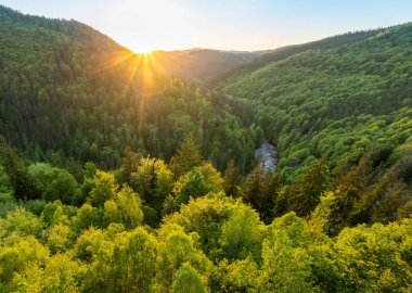 Taze Bahar Derin Ormanı. Sunset Light 'la güzel bereketli bitki örtüsü. Hava Görünümü.
