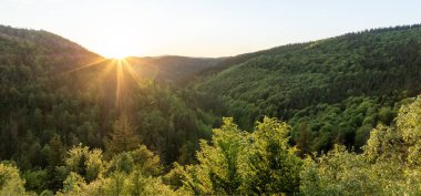 Taze Bahar Derin Ormanı. Sunset Light 'la güzel bereketli bitki örtüsü. Hava Görünümü.