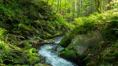 Gün batımı saatinde Bereketli Bahar Ormanı 'nda akan küçük bir nehir. Taze yemyeşil bitki örtüsü, Düşük Görüş açısı. Geniş Açı Görünümü. Güzel Doğa Manzarası, Doğal Arkaplan.