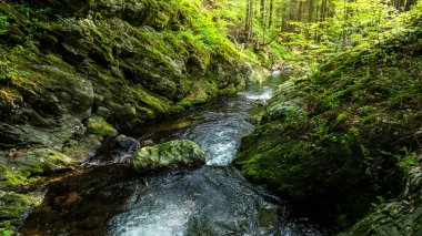 Gün batımı saatinde Bereketli Bahar Ormanı 'nda akan küçük bir nehir. Taze yemyeşil bitki örtüsü, Düşük Görüş açısı. Geniş Açı Görünümü. Güzel Doğa Manzarası, Doğal Arkaplan.