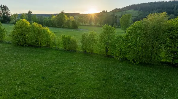 Arka planda Ağaçlar olan Taze Bahar Çiçeği Çayırı. Sunset Light 'la güzel bereketli bitki örtüsü. Hava Görünümü.