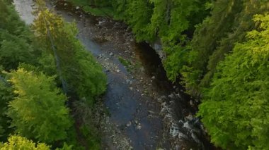 Pürüzsüz Yavaş Hareket Uçuşu Küçük Nehir üzerindeki Taze Yeşil Bahar Ormanı 'nda. Pürüzsüz Kamera Uçuşu. Avrupa Ağaç Ormanı 'ndaki Görüntü.