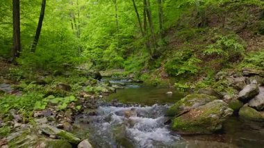 Pürüzsüz Yavaş Hareket Uçuşu Küçük Nehir üzerindeki Taze Yeşil Bahar Ormanı 'nda. Pürüzsüz Kamera Uçuşu. Avrupa Ağaç Ormanı 'ndaki Görüntü.