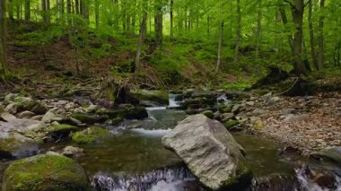 Pürüzsüz Yavaş Hareket Uçuşu Küçük Nehir üzerindeki Taze Yeşil Bahar Ormanı 'nda. Pürüzsüz Kamera Uçuşu. Avrupa Ağaç Ormanı 'ndaki Görüntü.