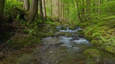 Pürüzsüz Yavaş Hareket Uçuşu Küçük Nehir üzerindeki Taze Yeşil Bahar Ormanı 'nda. Pürüzsüz Kamera Uçuşu. Avrupa Ağaç Ormanı 'ndaki Görüntü.