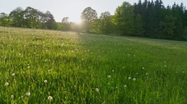 Sunset Light 'taki Pürüzsüz Yavaş Hareket Uçuşu Taze Yeşil Bahar Çiçeği Çayırı. Pürüzsüz Kamera Uçuşu. Avrupa Peyzajı 'ndaki görüntüler. Gerçekçi Ortam Sesleri.
