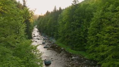 Pürüzsüz Yavaş Hareket Uçuşu Küçük Nehir üzerindeki Taze Yeşil Bahar Ormanı 'nda. Pürüzsüz Kamera Uçuşu. Avrupa Yaprak Ağacı Ormanı 'ndaki görüntüler. Gerçekçi Ortam Sesleri.
