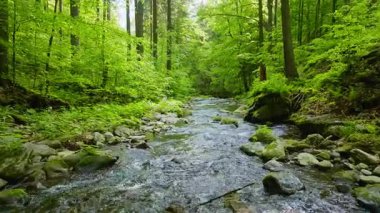 Pürüzsüz Yavaş Hareket Uçuşu Küçük Nehir üzerindeki Taze Yeşil Bahar Ormanı 'nda. Pürüzsüz Kamera Uçuşu. Avrupa Yaprak Ağacı Ormanı 'ndaki görüntüler. Gerçekçi Ortam Sesleri.