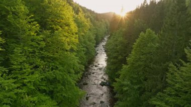 Pürüzsüz Yavaş Hareket Uçuşu Küçük Nehir üzerindeki Taze Yeşil Bahar Ormanı 'nda. Pürüzsüz Kamera Uçuşu. Avrupa Yaprak Ağacı Ormanı 'ndaki görüntüler. Gerçekçi Ortam Sesleri.