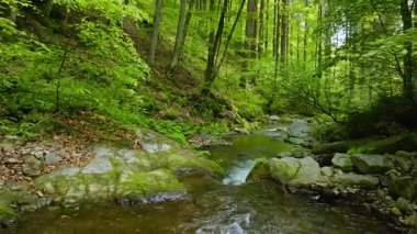 Pürüzsüz Yavaş Hareket Uçuşu Küçük Nehir üzerindeki Taze Yeşil Bahar Ormanı 'nda. Pürüzsüz Kamera Uçuşu. Avrupa Yaprak Ağacı Ormanı 'ndaki görüntüler. Gerçekçi Ortam Sesleri.