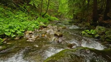 Pürüzsüz Yavaş Hareket Uçuşu Küçük Nehir üzerindeki Taze Yeşil Bahar Ormanı 'nda. Pürüzsüz Kamera Uçuşu. Yağmurlu hava. Avrupa Yaprak Ağacı Ormanı 'ndaki görüntüler. Gerçekçi Ortam Sesleri.