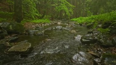 Pürüzsüz Yavaş Hareket Uçuşu Küçük Nehir üzerindeki Taze Yeşil Bahar Ormanı 'nda. Pürüzsüz Kamera Uçuşu. Yağmurlu hava. Avrupa Yaprak Ağacı Ormanı 'ndaki görüntüler. Gerçekçi Ortam Sesleri.