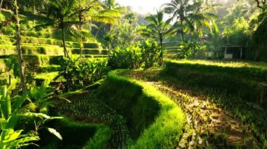Sabahın erken saatlerinde Endonezya, Bali 'deki Tegalalang Rice Terasları' nın Huzurlu Uçuşu. Yumuşak Işık ve Yumuşak Gölgeler Serene ve Atmosferik Manzara Oluşturur.