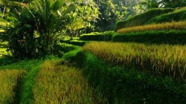 Sabahın erken saatlerinde Endonezya, Bali 'deki Tegalalang Rice Terasları' nın Huzurlu Uçuşu. Yumuşak Işık ve Yumuşak Gölgeler Serene ve Atmosferik Manzara Oluşturur.