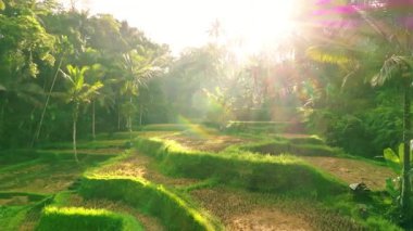 Sabahın erken saatlerinde Endonezya, Bali 'deki Tegalalang Rice Terasları' nın Huzurlu Uçuşu. Yumuşak Işık ve Yumuşak Gölgeler Serene ve Atmosferik Manzara Oluşturur.