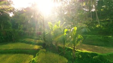 Sabahın erken saatlerinde Endonezya, Bali 'deki Tegalalang Rice Terasları' nın Huzurlu Uçuşu. Yumuşak Işık ve Yumuşak Gölgeler Serene ve Atmosferik Manzara Oluşturur.