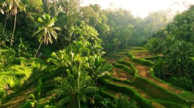 Sabahın erken saatlerinde Endonezya, Bali 'deki Tegalalang Rice Terasları' nın Huzurlu Uçuşu. Yumuşak Işık ve Yumuşak Gölgeler Serene ve Atmosferik Manzara Oluşturur.