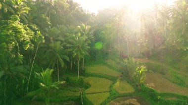 Sabahın erken saatlerinde Endonezya, Bali 'deki Tegalalang Rice Terasları' nın Huzurlu Uçuşu. Yumuşak Işık ve Yumuşak Gölgeler Serene ve Atmosferik Manzara Oluşturur.