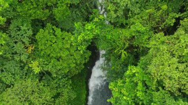 Endonezya, Bali 'deki Orman Ormanı ve Akıntı üzerindeki Peaceful Smooth Uçuşu. Ağaçların Üzerinde Yavaş Sinek, Palmiyeli Tropikal Manzara ve Yeşillik Yeşil Bitki.
