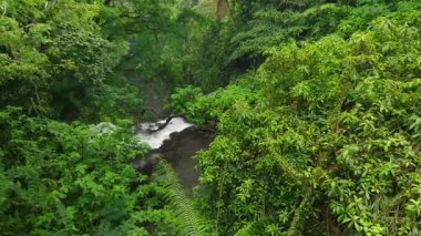 Endonezya, Bali 'deki Orman Ormanı ve Akıntı üzerindeki Peaceful Smooth Uçuşu. Ağaçların Üzerinde Yavaş Sinek, Palmiyeli Tropikal Manzara ve Yeşillik Yeşil Bitki.