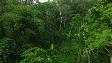 Bali, Endonezya 'daki Orman Ormanı üzerinde Peaceful Smooth Flight. Ağaçların Üzerinde Yavaş Sinek, Palmiyeli Tropikal Manzara ve Yeşillik Yeşil Bitki.
