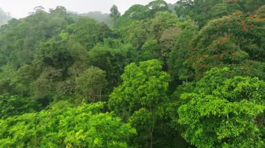 Bali, Endonezya 'daki Orman Ormanı üzerinde Peaceful Smooth Flight. Ağaçların Üzerinde Yavaş Sinek, Palmiyeli Tropikal Manzara ve Yeşillik Yeşil Bitki.