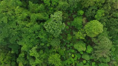 Bali, Endonezya 'daki Orman Ormanı üzerinde Peaceful Smooth Flight. Ağaçların Üzerinde Yavaş Sinek, Palmiyeli Tropikal Manzara ve Yeşillik Yeşil Bitki.