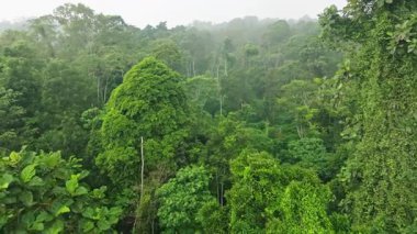 Bali, Endonezya 'daki Orman Ormanı üzerinde Peaceful Smooth Flight. Ağaçların Üzerinde Yavaş Sinek, Palmiyeli Tropikal Manzara ve Yeşillik Yeşil Bitki.