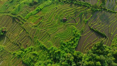 Endonezya, Bali 'deki Pirinç Terasları Panoramik Manzarası. Yeşil pirinç tarlalarının en iyi hava aracı görüntüsü. Geleneksel Tarım.