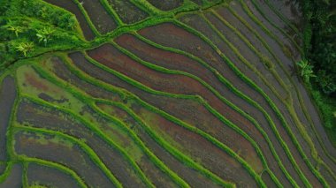 Endonezya, Bali 'deki Pirinç Terasları Panoramik Manzarası. Yeşil pirinç tarlalarının en iyi hava aracı görüntüsü. Geleneksel Tarım.