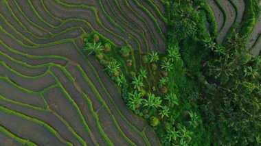 Endonezya, Bali 'deki Pirinç Terasları Panoramik Manzarası. Yeşil pirinç tarlalarının en iyi hava aracı görüntüsü. Geleneksel Tarım.