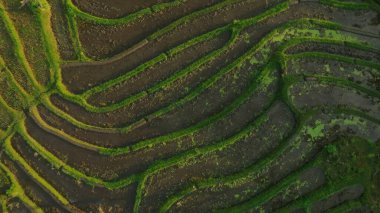 Endonezya, Bali 'deki Pirinç Terasları Panoramik Manzarası. Yeşil pirinç tarlalarının en iyi hava aracı görüntüsü. Geleneksel Tarım.