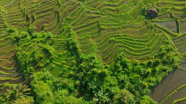 Endonezya, Bali 'deki Pirinç Terasları Panoramik Manzarası. Yeşil pirinç tarlalarının en iyi hava aracı görüntüsü. Geleneksel Tarım.